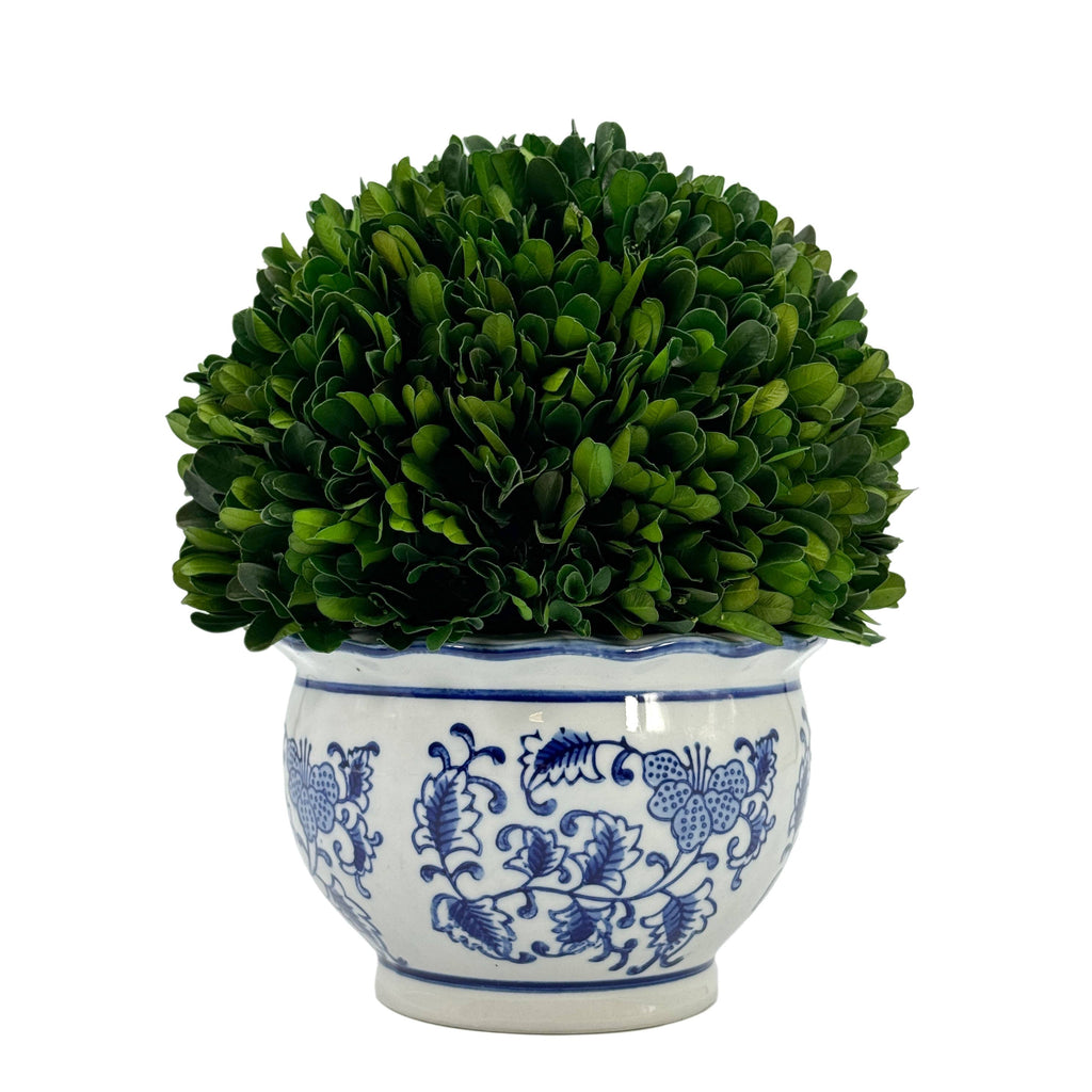 Boxwood Ball Topiary in Round Bulb Blue & White Ceramic Pot: Small