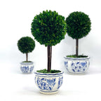 Boxwood Ball Topiary Tree in Round Blue & White Ceramic Pot: Large