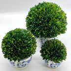 Boxwood Ball Topiary in Round Bulb Blue & White Ceramic Pot: Medium