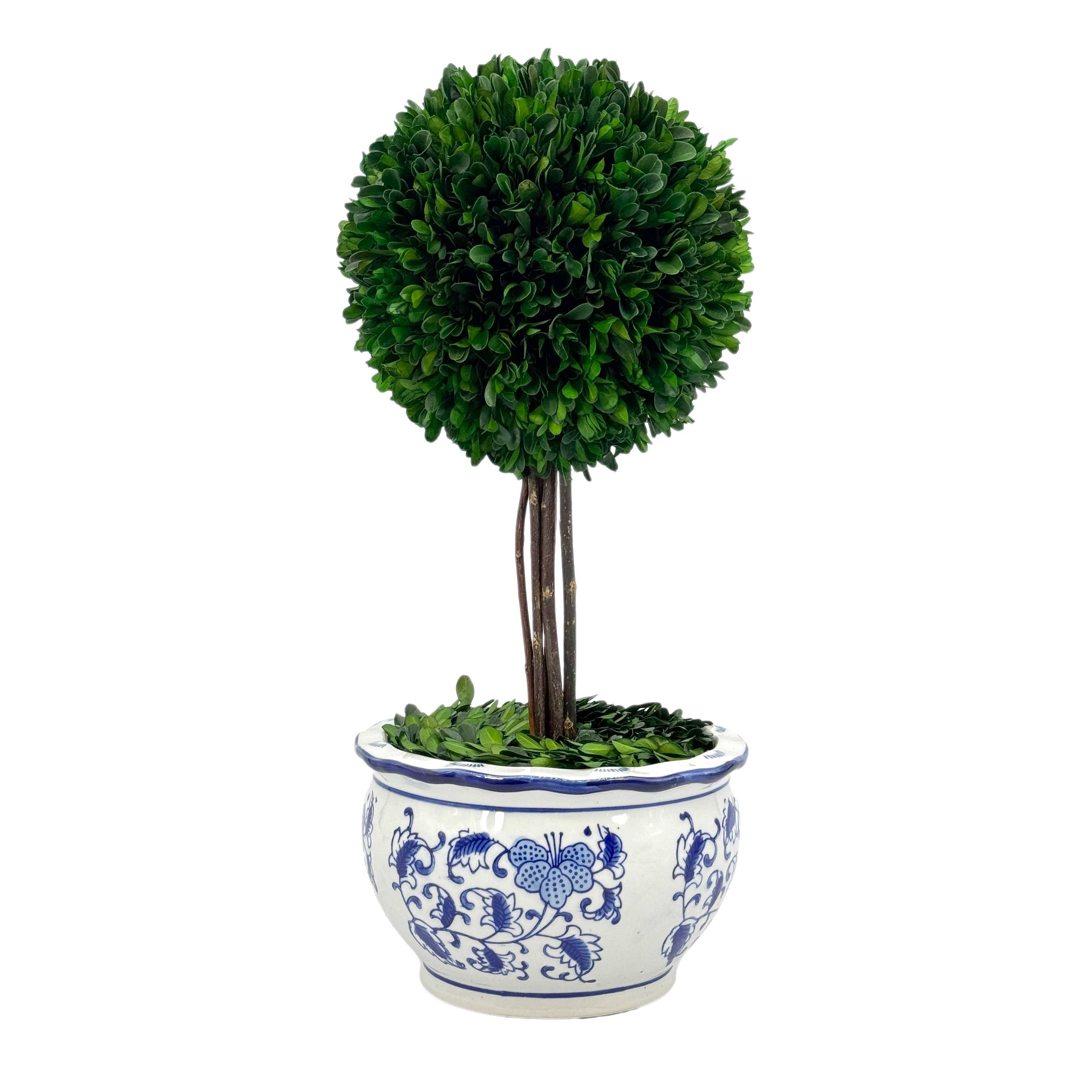 Boxwood Ball Topiary Tree in Round Blue & White Ceramic Pot: Large