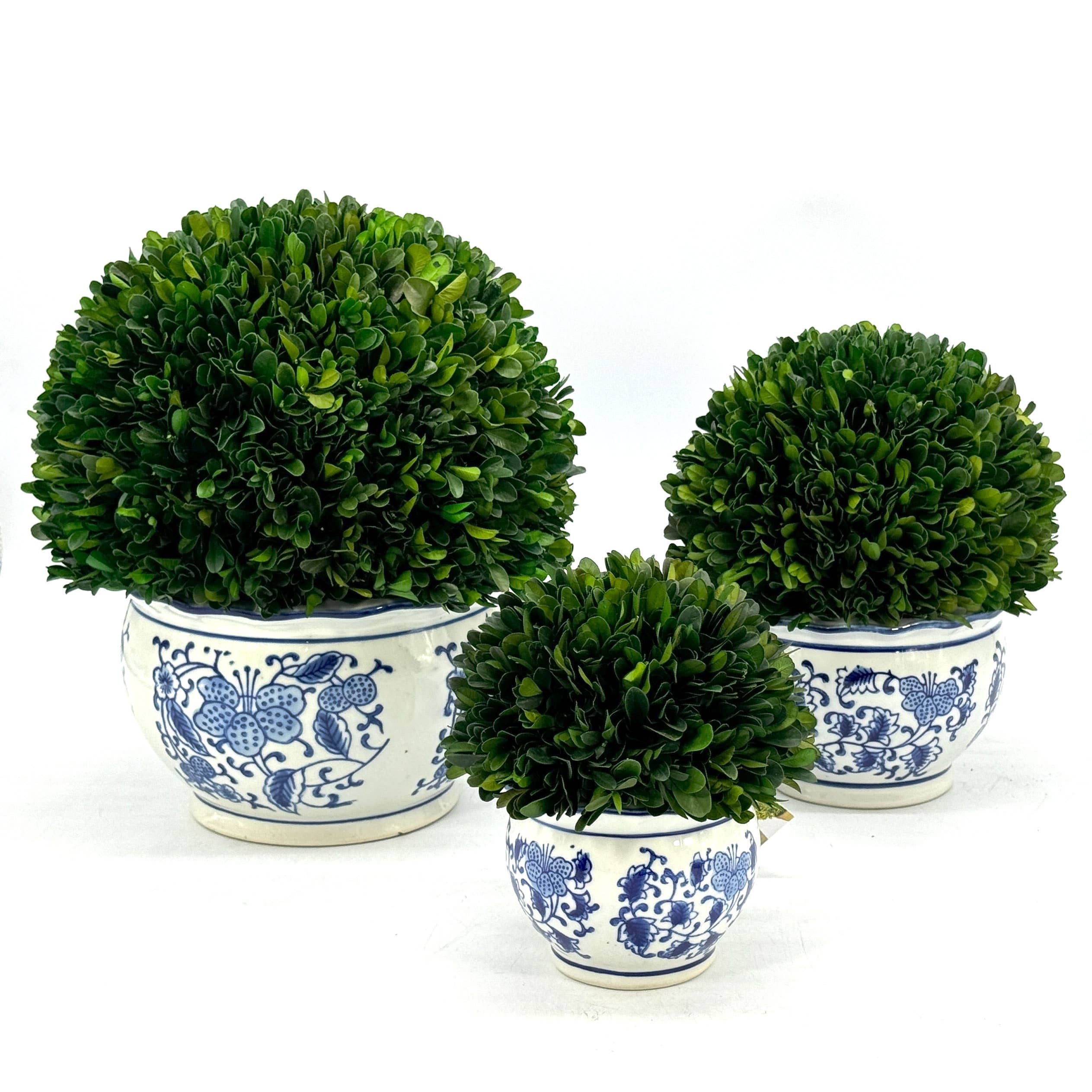 Boxwood Ball Topiary in Round Bulb Blue & White Ceramic Pot: Small