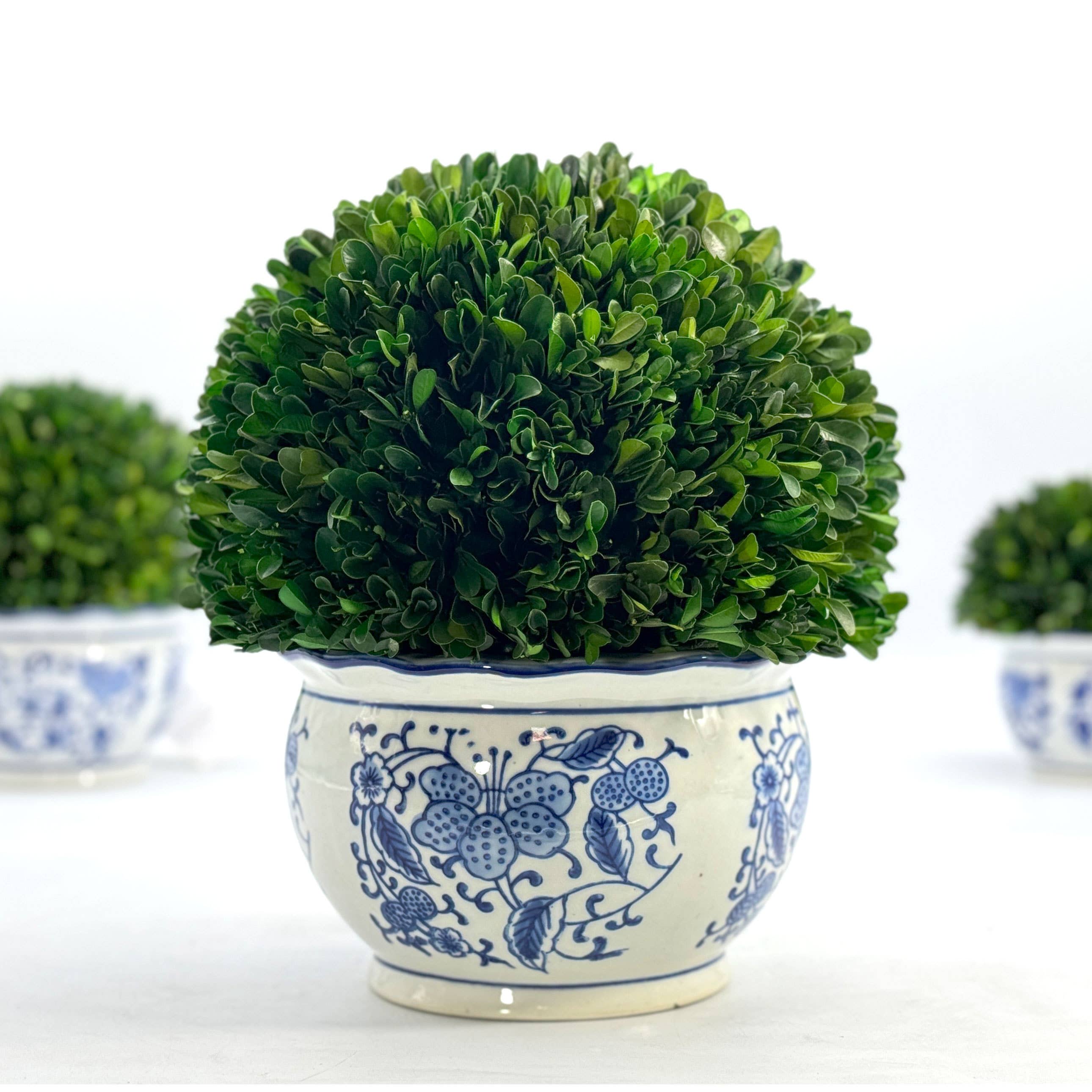 Boxwood Ball Topiary in Round Bulb Blue & White Ceramic Pot: Small