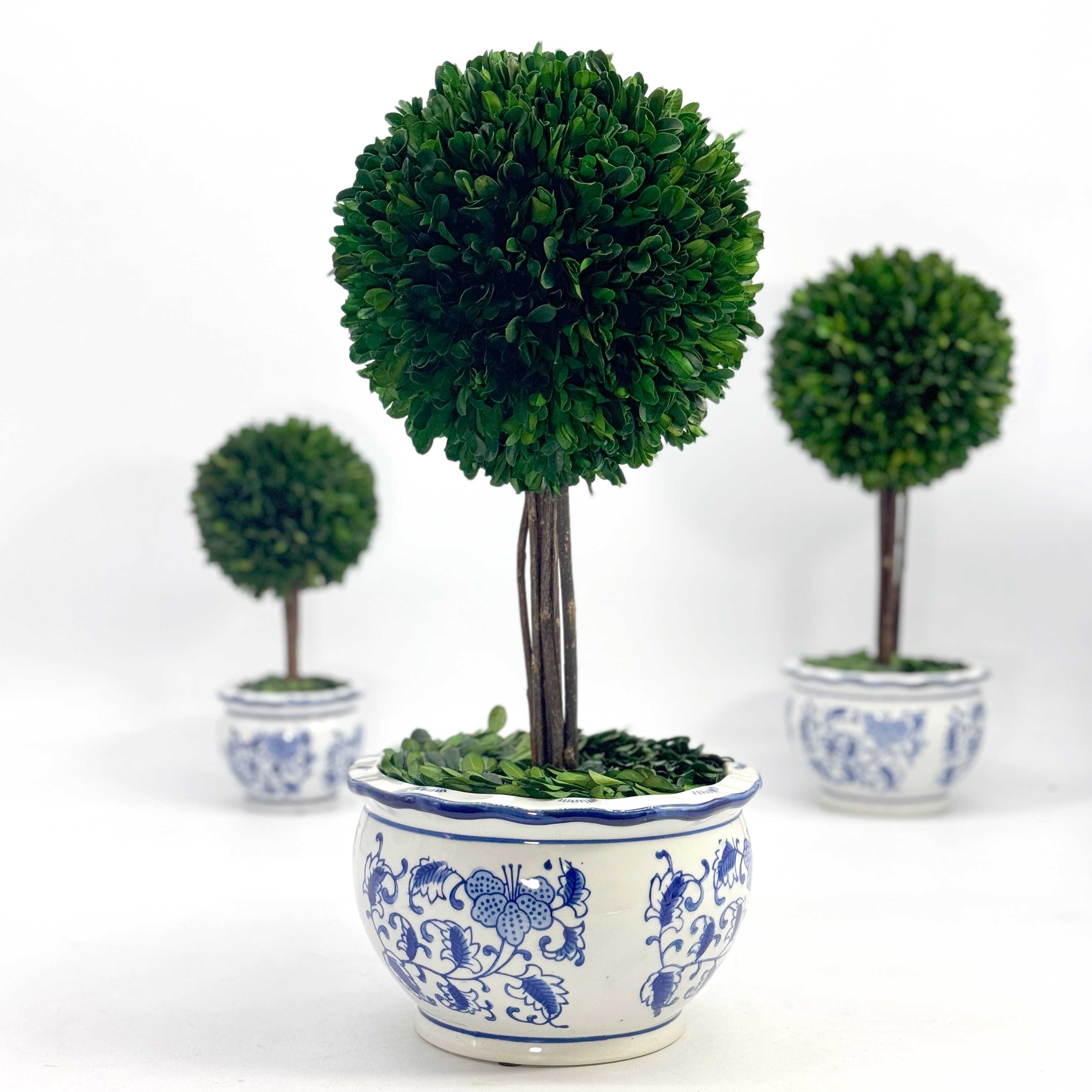 Boxwood Ball Topiary Tree in Round Blue & White Ceramic Pot: Large