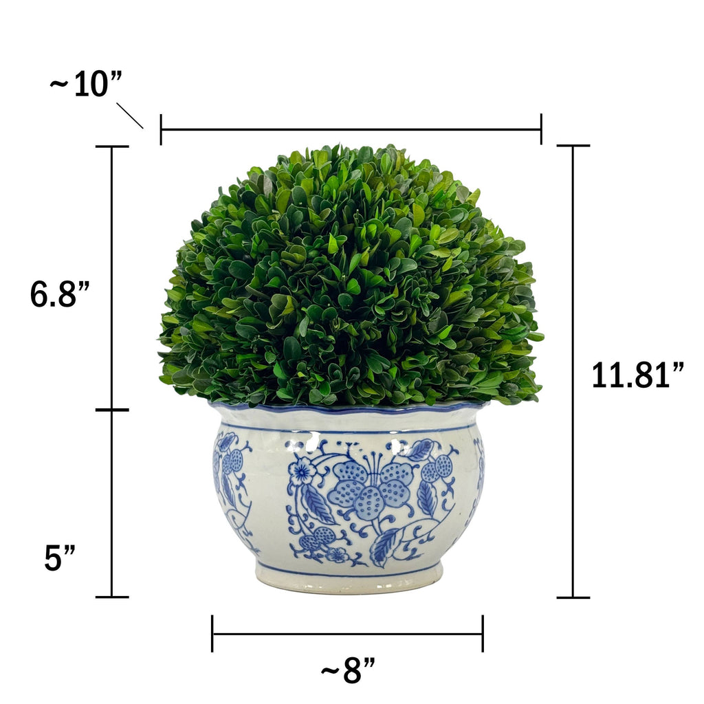 Boxwood Ball Topiary in Round Bulb Blue & White Ceramic Pot: Medium
