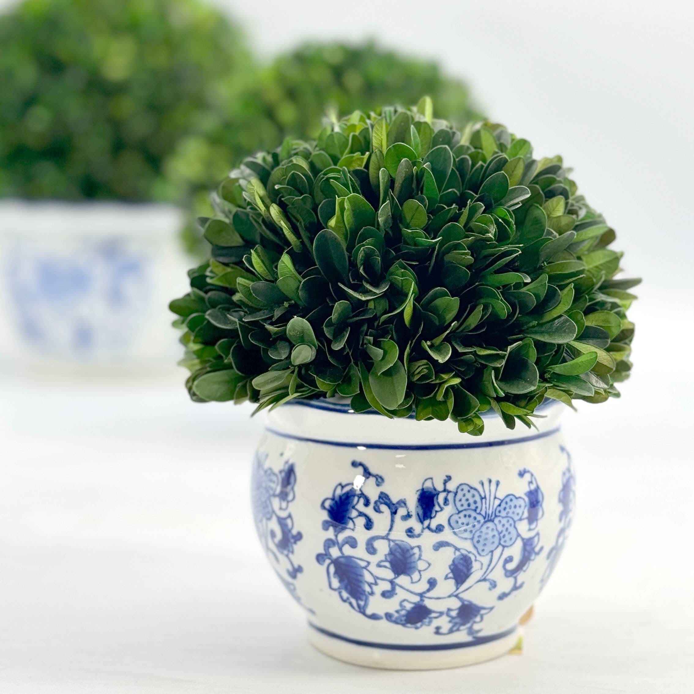 Boxwood Ball Topiary in Round Bulb Blue & White Ceramic Pot: Medium