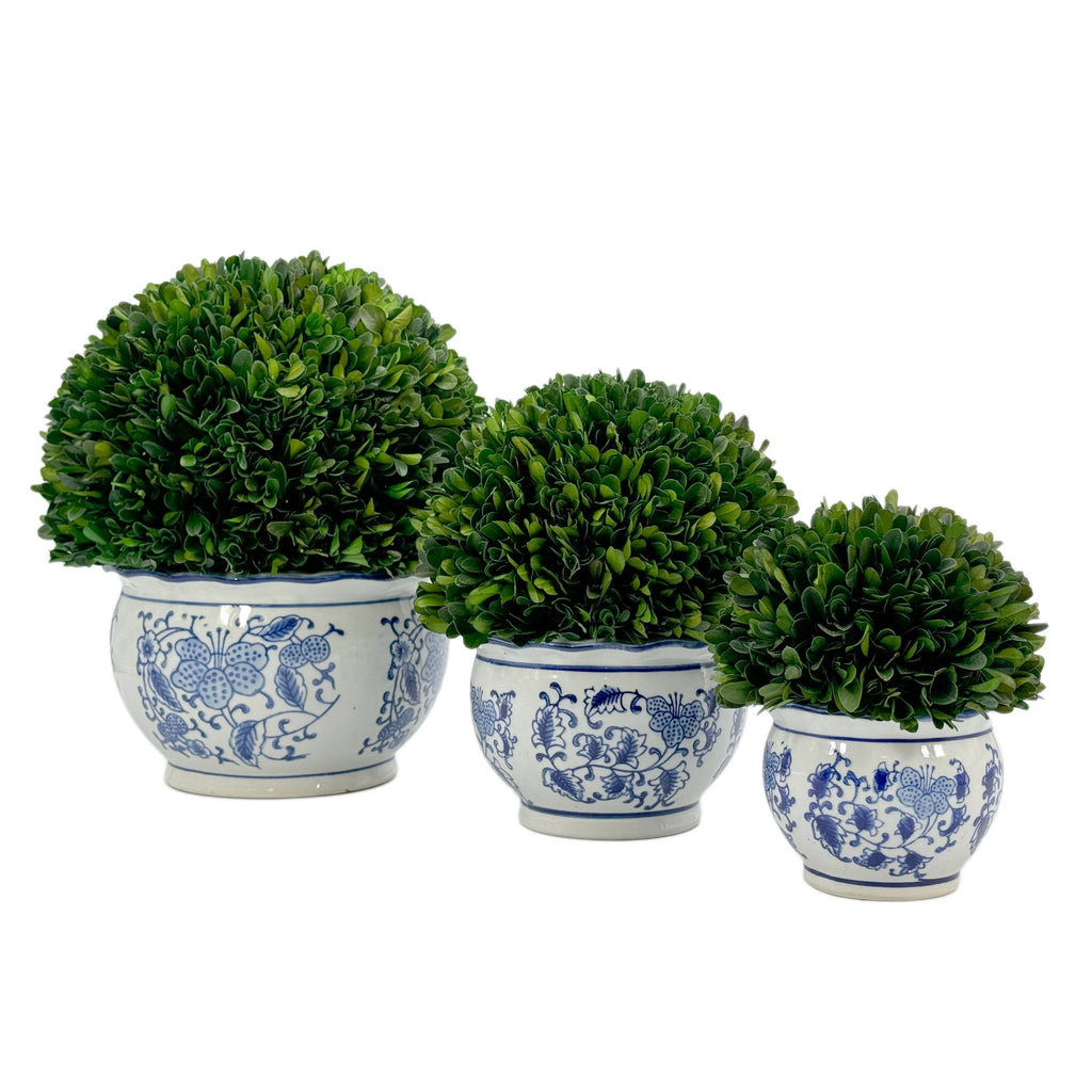 Boxwood Ball Topiary in Round Bulb Blue & White Ceramic Pot: Medium