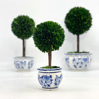 Boxwood Ball Topiary Tree in Round Blue & White Ceramic Pot: Large