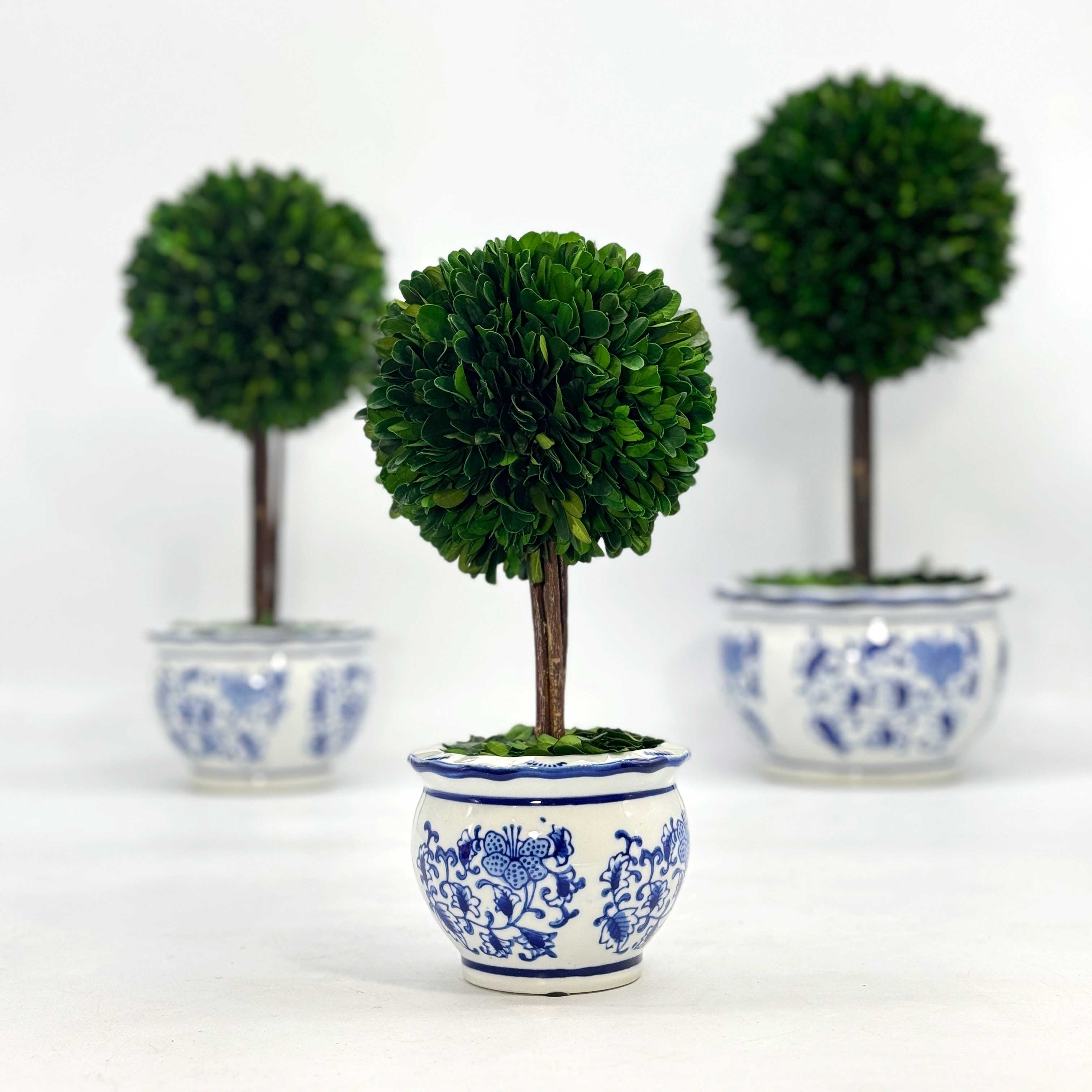 Boxwood Ball Topiary Tree in Round Blue & White Ceramic Pot: Large