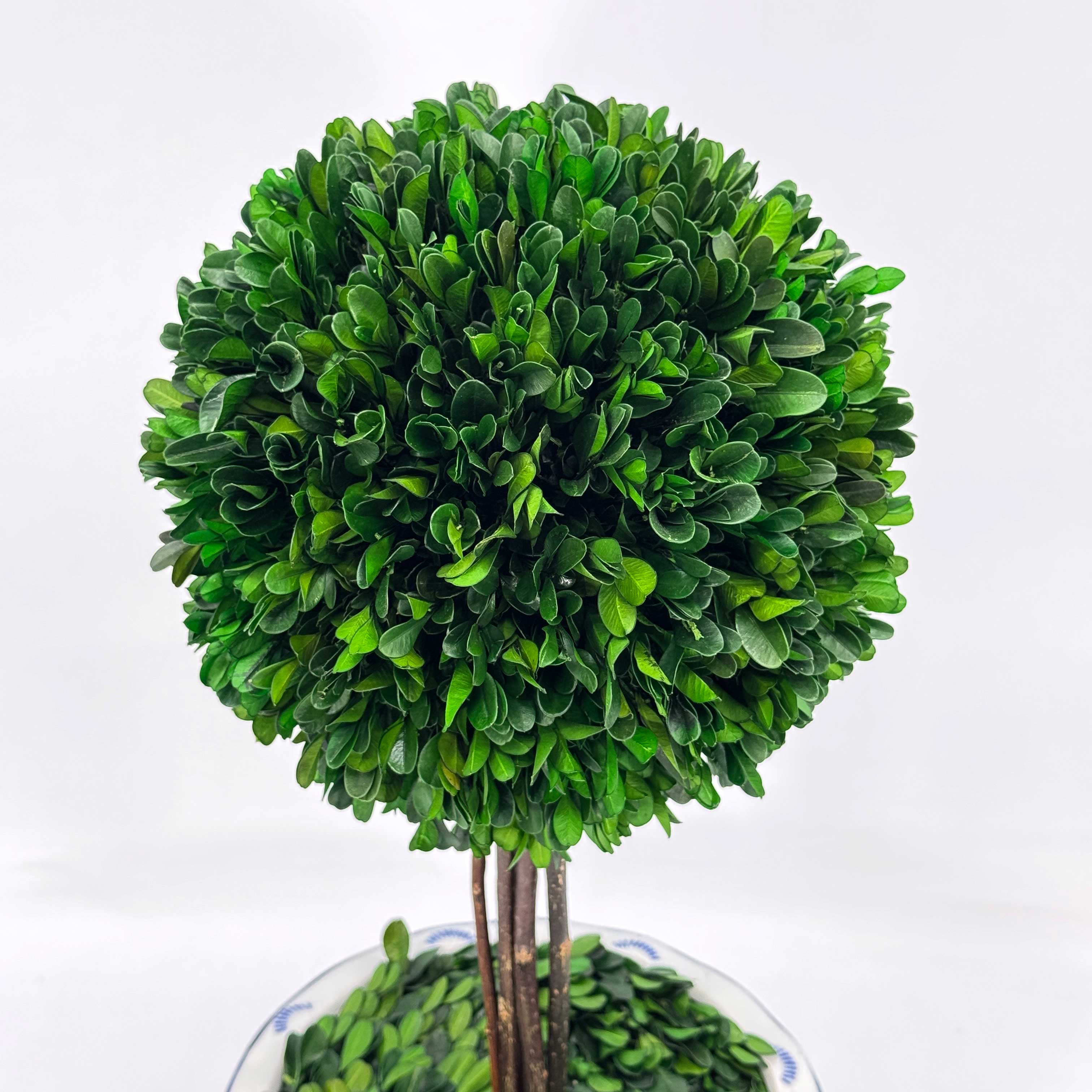 Boxwood Ball Topiary Tree in Round Blue & White Ceramic Pot: Large
