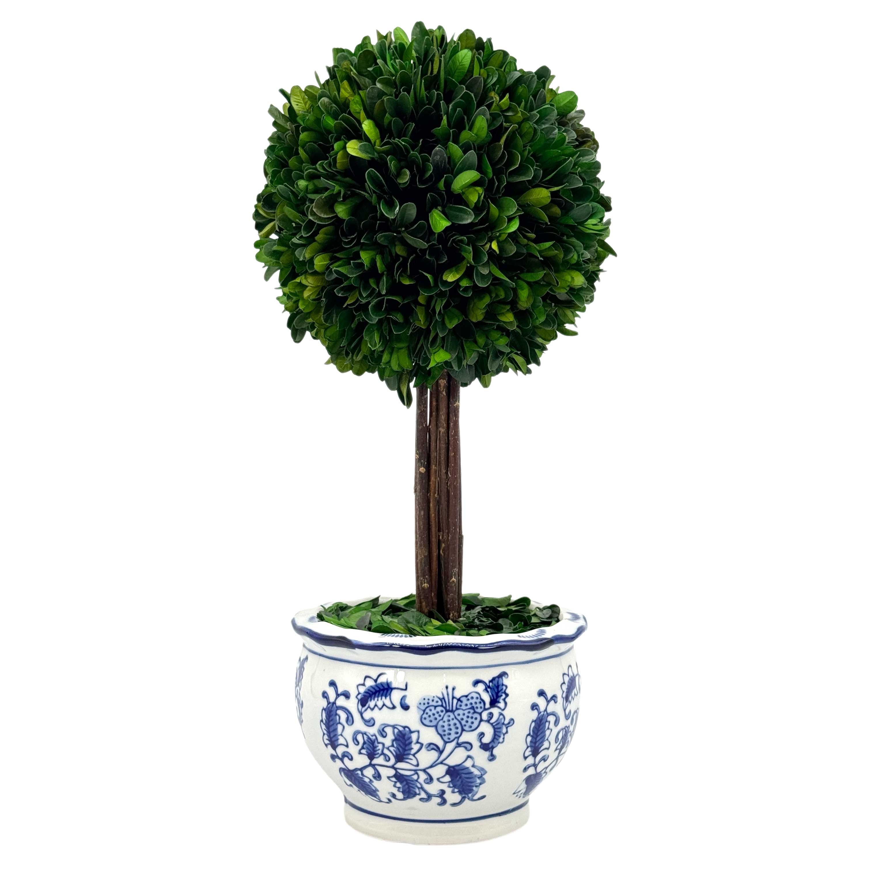 Boxwood Ball Topiary Tree in Round Blue & White Ceramic Pot: Large