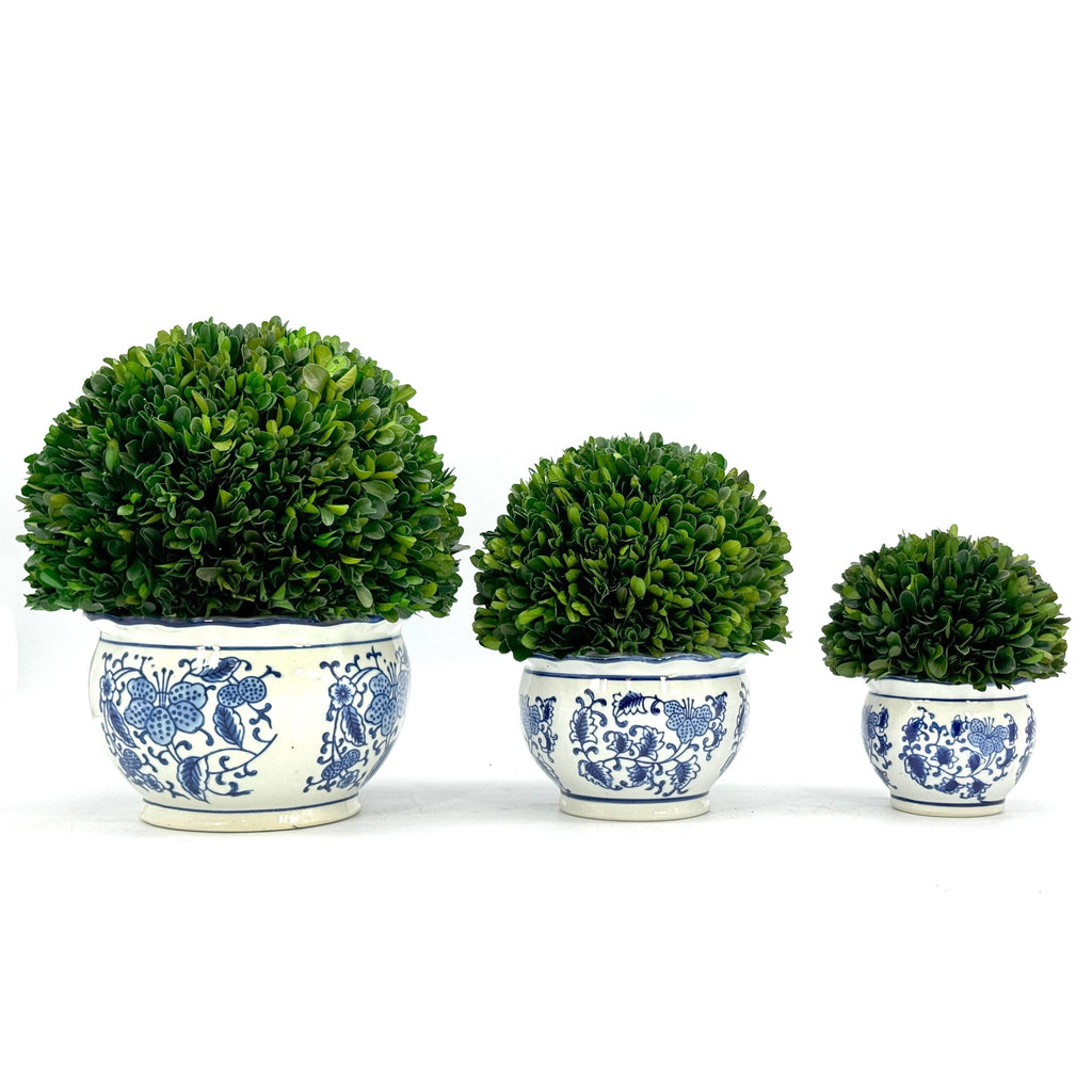 Boxwood Ball Topiary in Round Bulb Blue & White Ceramic Pot: Medium