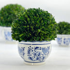 Boxwood Ball Topiary in Round Bulb Blue & White Ceramic Pot: Small
