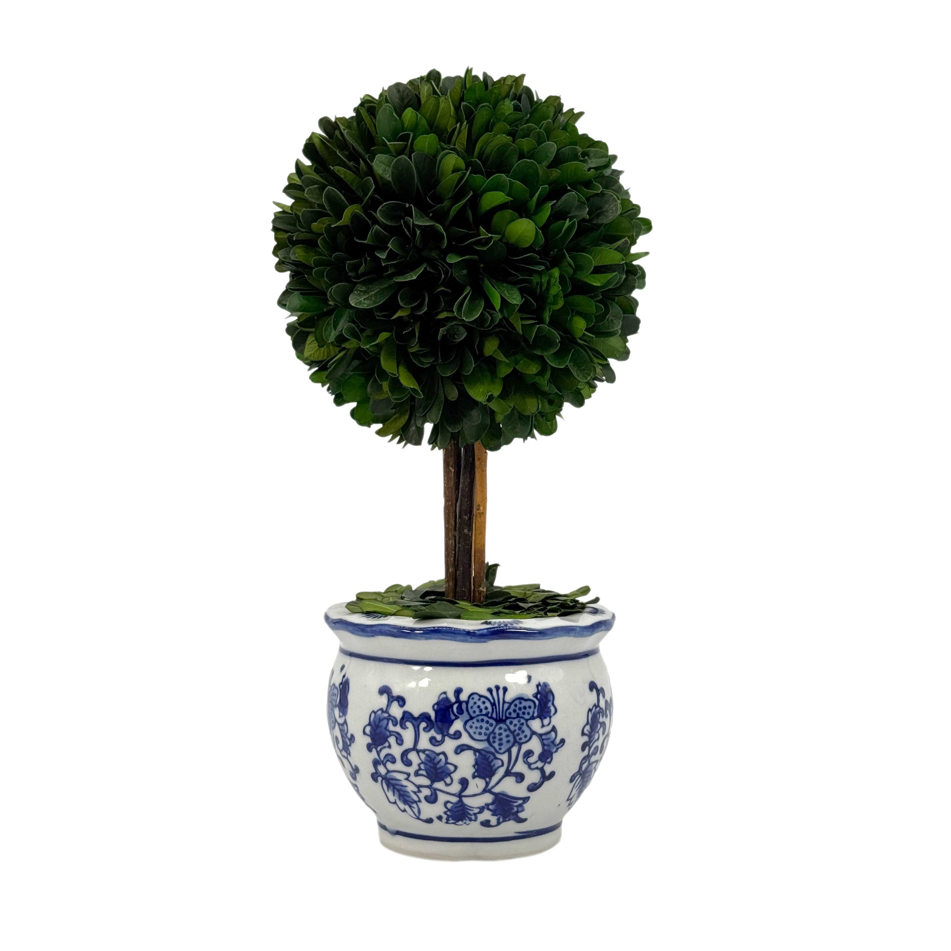 Boxwood Ball Topiary Tree in Round Blue & White Ceramic Pot: Large