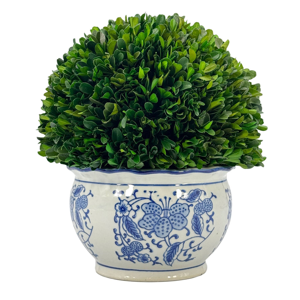 Boxwood Ball Topiary in Round Bulb Blue & White Ceramic Pot: Medium