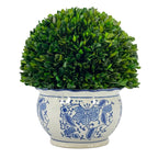 Boxwood Ball Topiary in Round Bulb Blue & White Ceramic Pot: Small