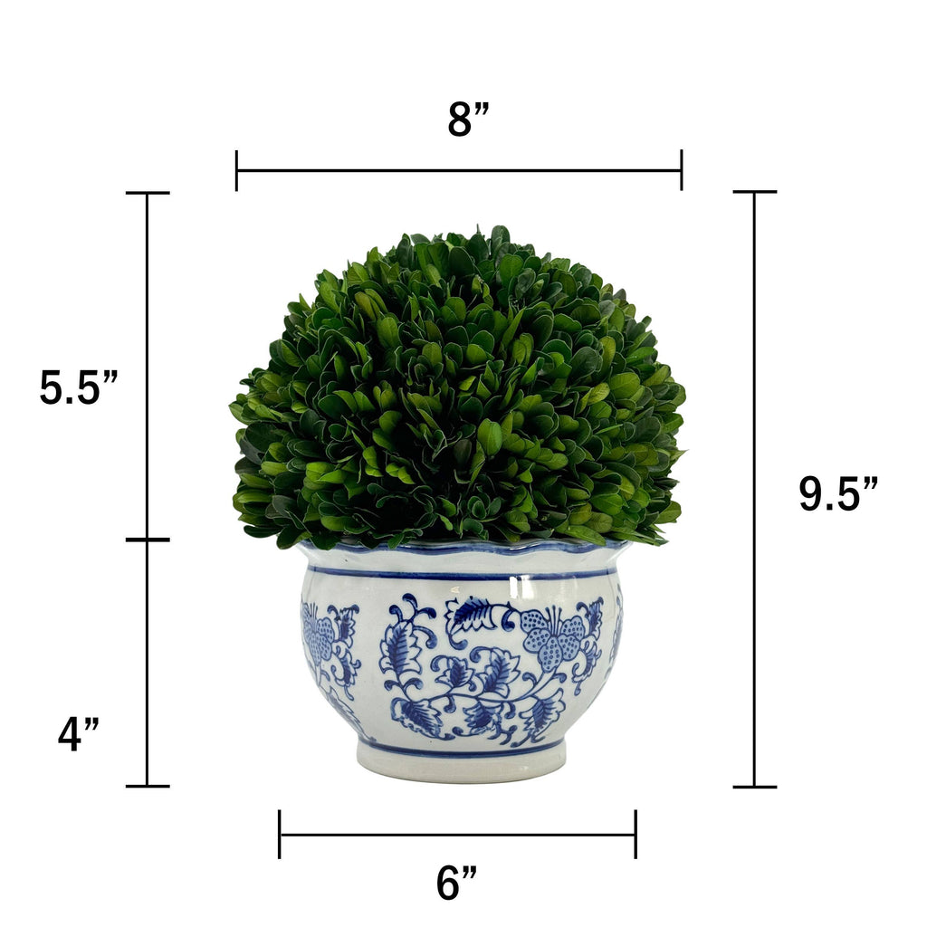 Boxwood Ball Topiary in Round Bulb Blue & White Ceramic Pot: Small