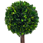 Boxwood Ball Topiary Tree in Round Blue & White Ceramic Pot: Large