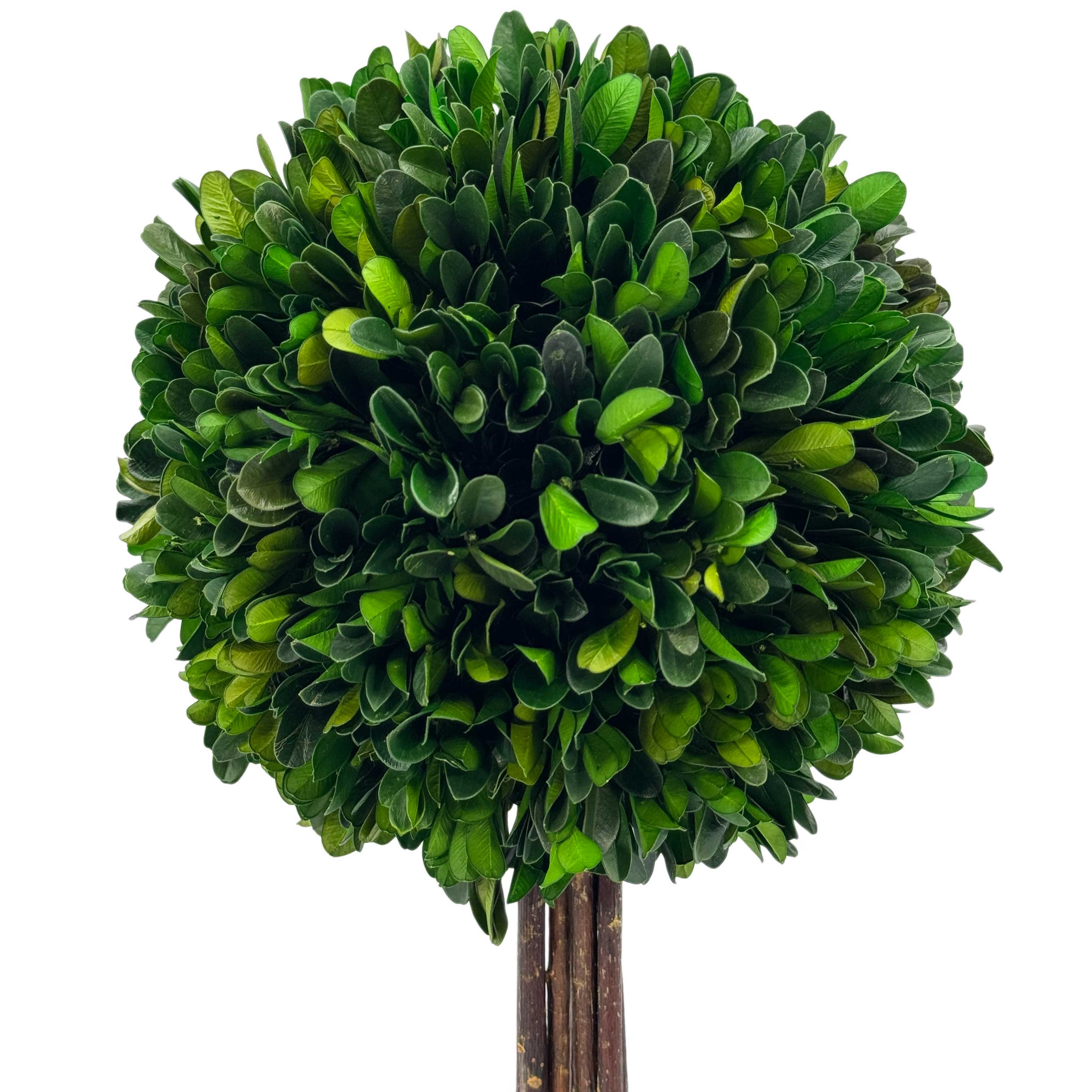 Boxwood Ball Topiary Tree in Round Blue & White Ceramic Pot: Large
