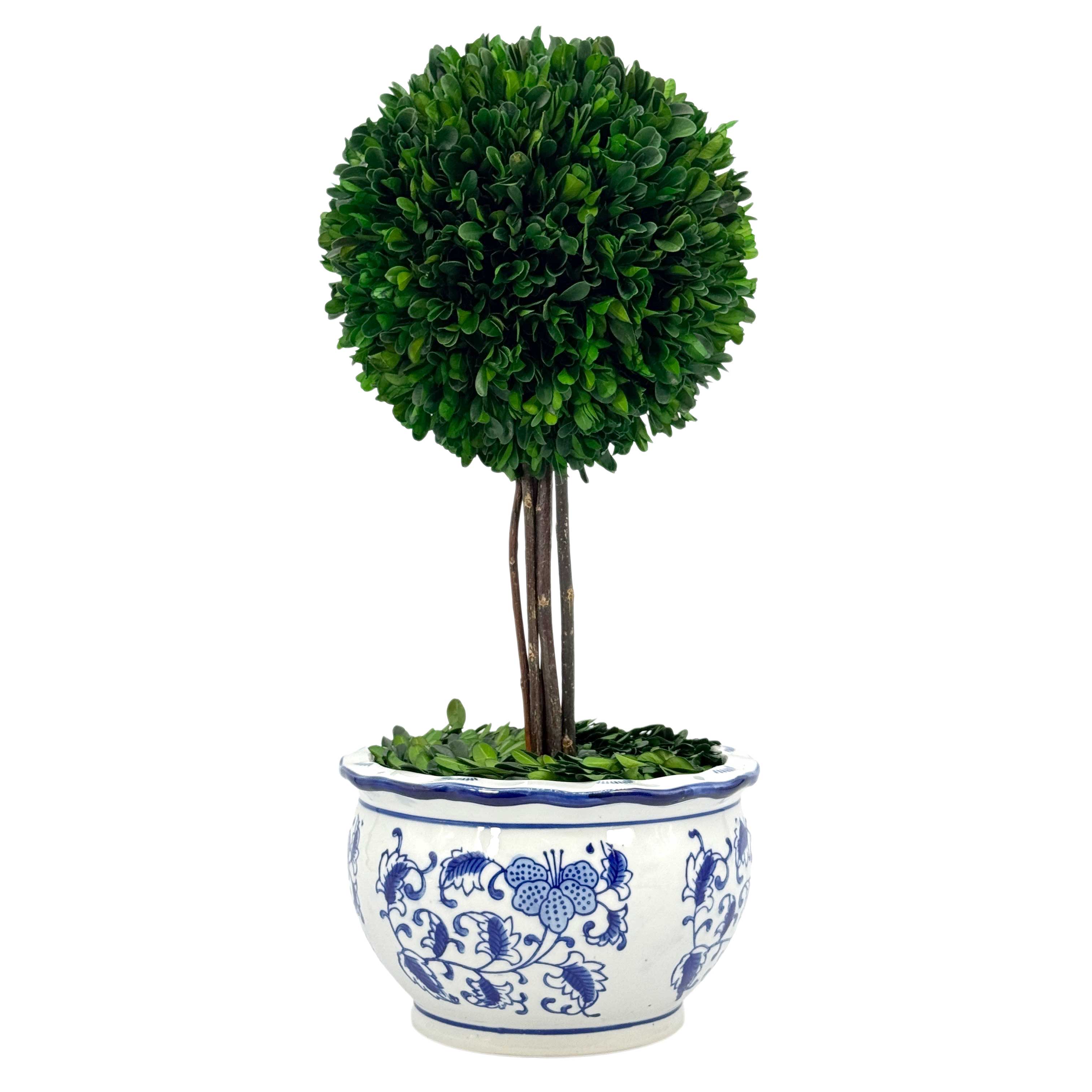Boxwood Ball Topiary Tree in Round Blue & White Ceramic Pot: Large